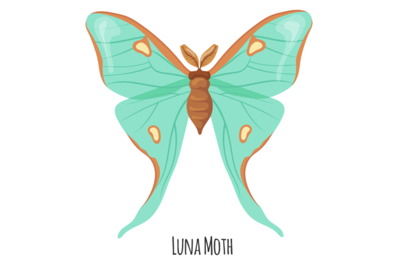 Luna Moth: A Creative Font for Summer Flying Animal Designs